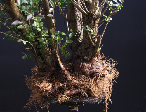 Privet Multi Trunk Bonsai